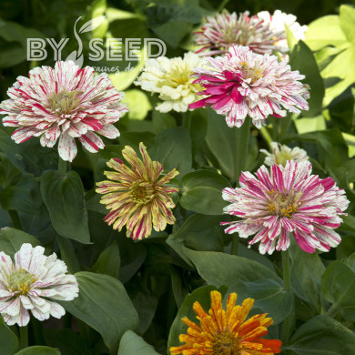 Zinnia Candy Cane Mix