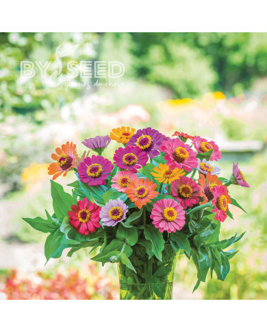Zinnia Forecast Mix