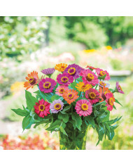 Zinnia haageana Persian Carpet Mix
