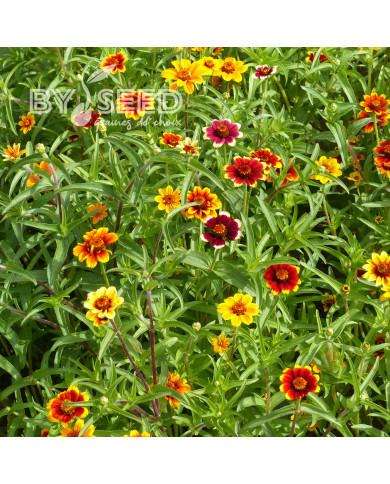 Zinnia haageana Persian Carpet Mix