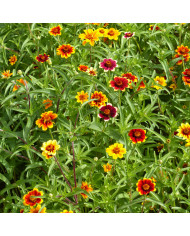 Zinnia Lilliput Extra Mix