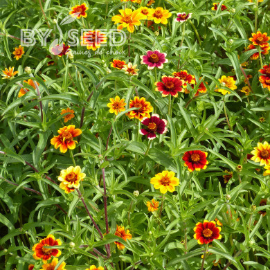 Zinnia haageana Persian Carpet Mix