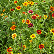 Zinnia haageana Persian Carpet Mix