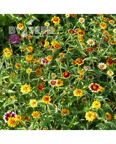 Zinnia haageana Persian Carpet Mix