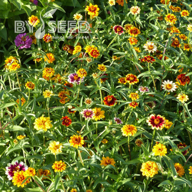 Zinnia haageana Persian Carpet Mix