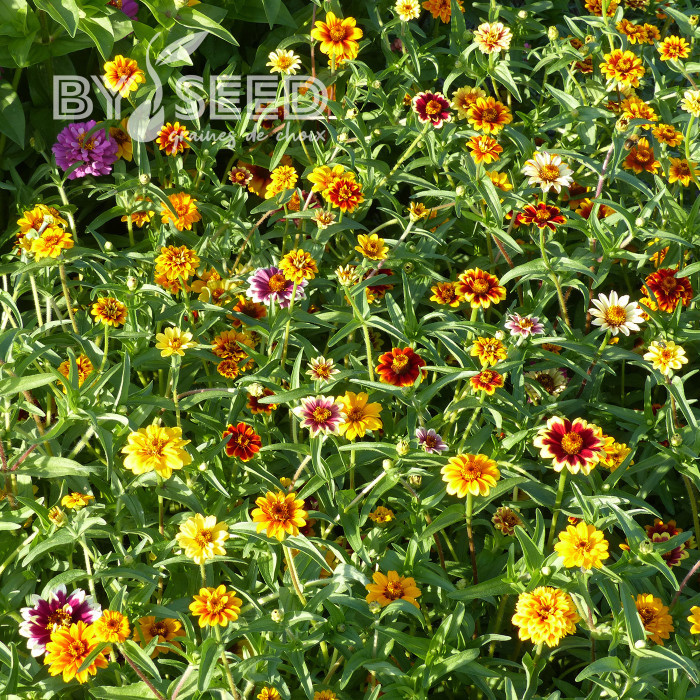 Zinnia haageana Persian Carpet Mix