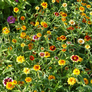 Zinnia haageana Persian Carpet Mix