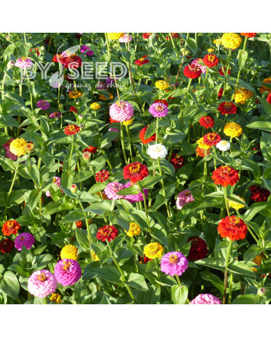 Zinnia Lilliput Extra Mix