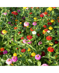Zinnia haageana Persian Carpet Mix