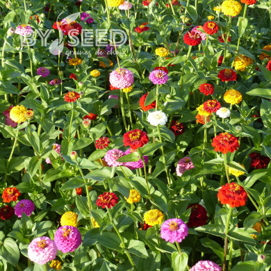 Zinnia Lilliput Extra Mix