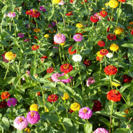 Zinnia Lilliput Extra Mix