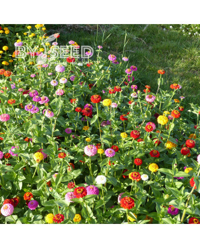 Zinnia Lilliput Extra Mix
