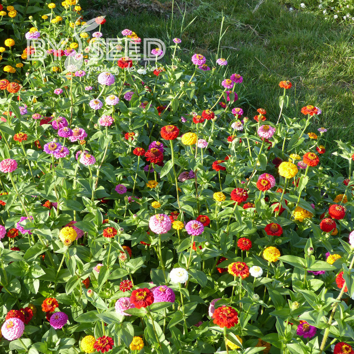 Zinnia Lilliput Extra Mix