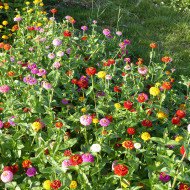Zinnia Lilliput Extra Mix