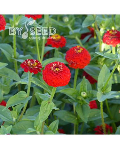 Zinnia Lilliput Scarlet Gem