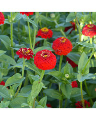 Zinnia Macarenia