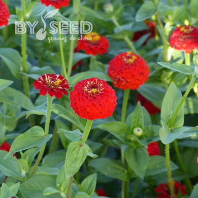 Zinnia Lilliput Scarlet Gem