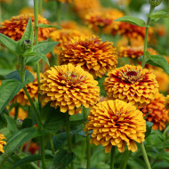 Zinnia Macarenia