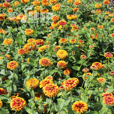 Zinnia Macarenia