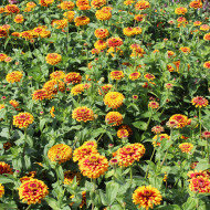 Zinnia Macarenia
