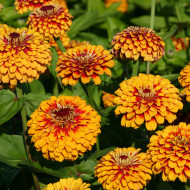 Zinnia Macarenia