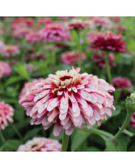 Zinnia Queen Lemon Peach