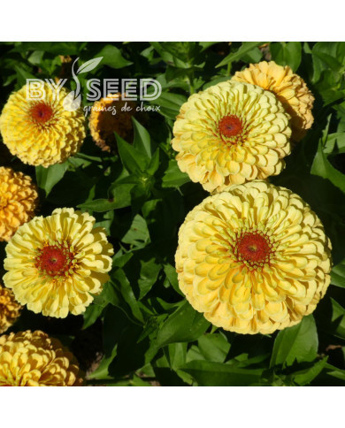 Zinnia Queen Lemon Peach