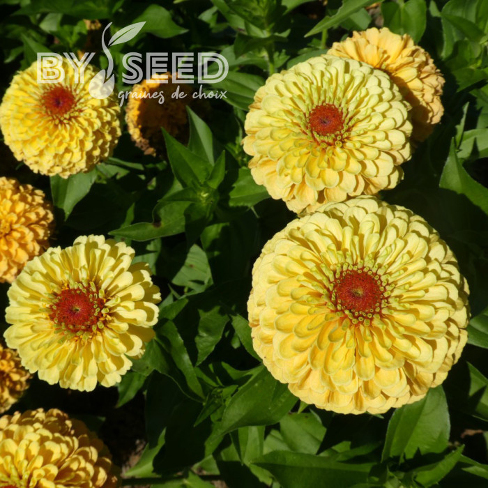 Zinnia Queen Lemon Peach