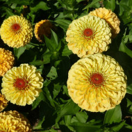 Zinnia Queen Lemon Peach