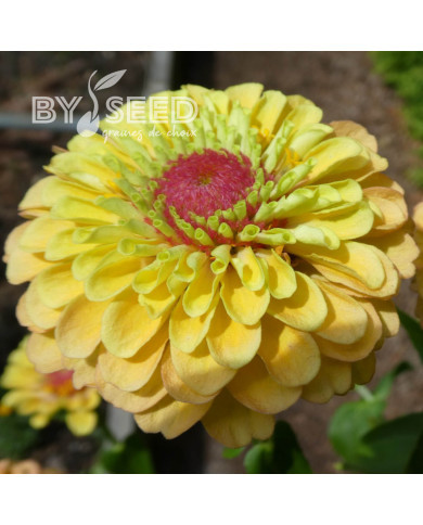 Zinnia Queen Lemon Peach