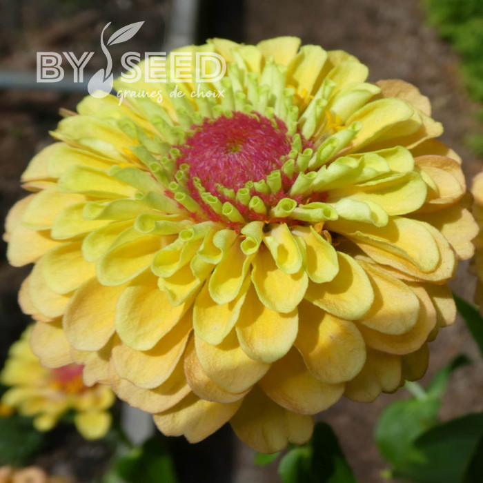 Zinnia Queen Lemon Peach