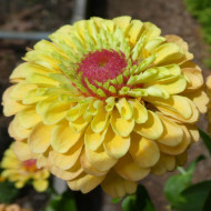 Zinnia Queen Lemon Peach