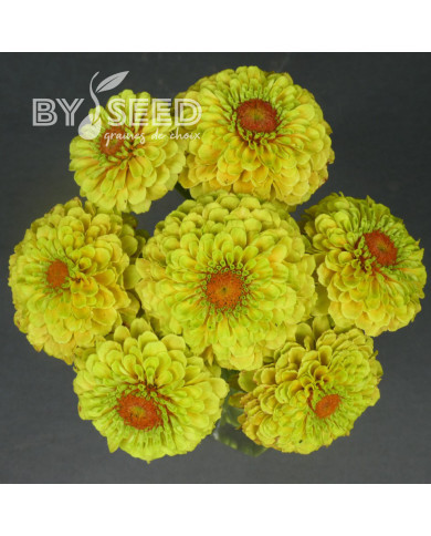 Zinnia Queen Lemon Peach