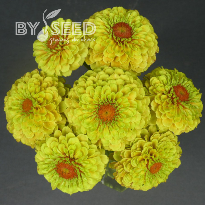 Zinnia Queen Lemon Peach