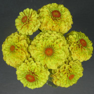 Zinnia Queen Lemon Peach