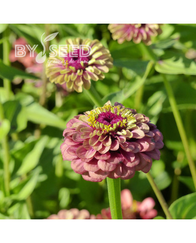 Zinnia Queen Red-Lime