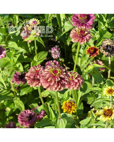 Zinnia Queen Red-Lime