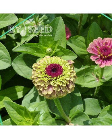 Zinnia Queen Red-Lime