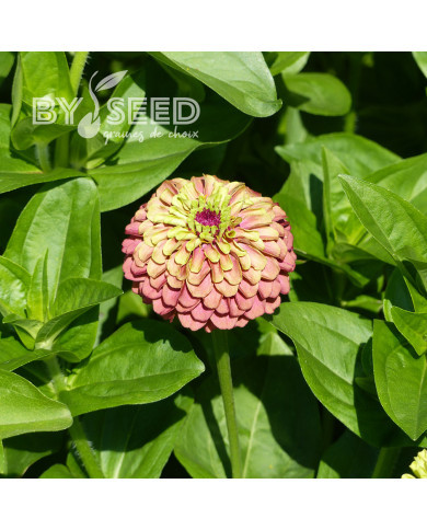 Zinnia Queen Red-Lime