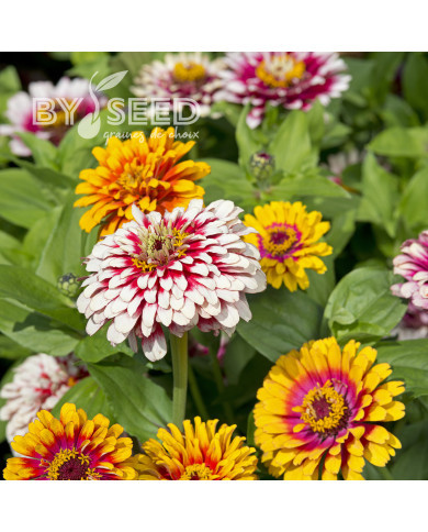 Zinnia Whirlygig Mix