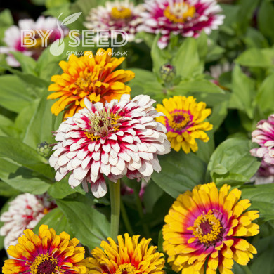 Zinnia Whirlygig Mix