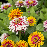 Zinnia Whirlygig Mix