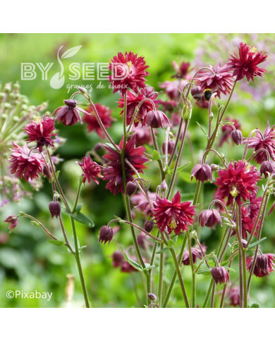 Ancolie Bordeaux Barlow