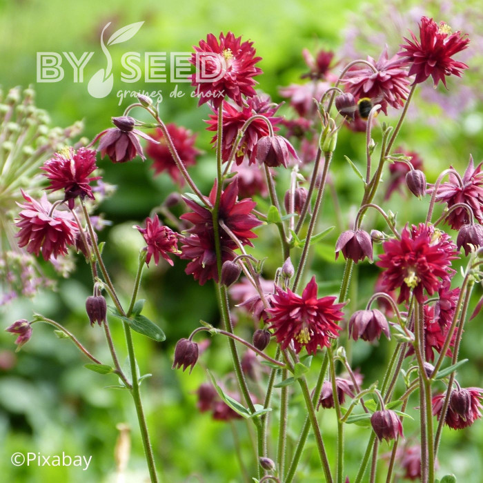 Ancolie Bordeaux Barlow