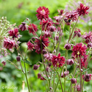 Ancolie Bordeaux Barlow
