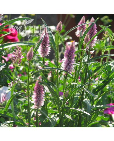 Célosie en épis Flamingo Feather