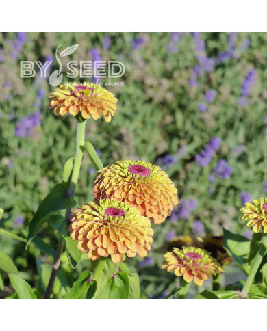 Zinnia Queen Lime Orange