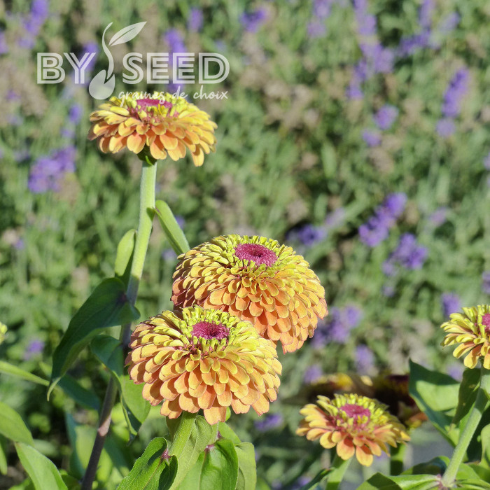 Zinnia Queen Lime Orange