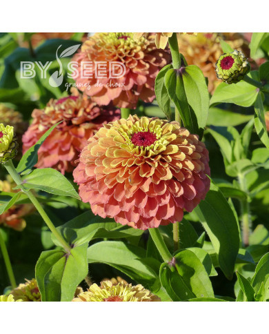 Zinnia Queen Lime Orange