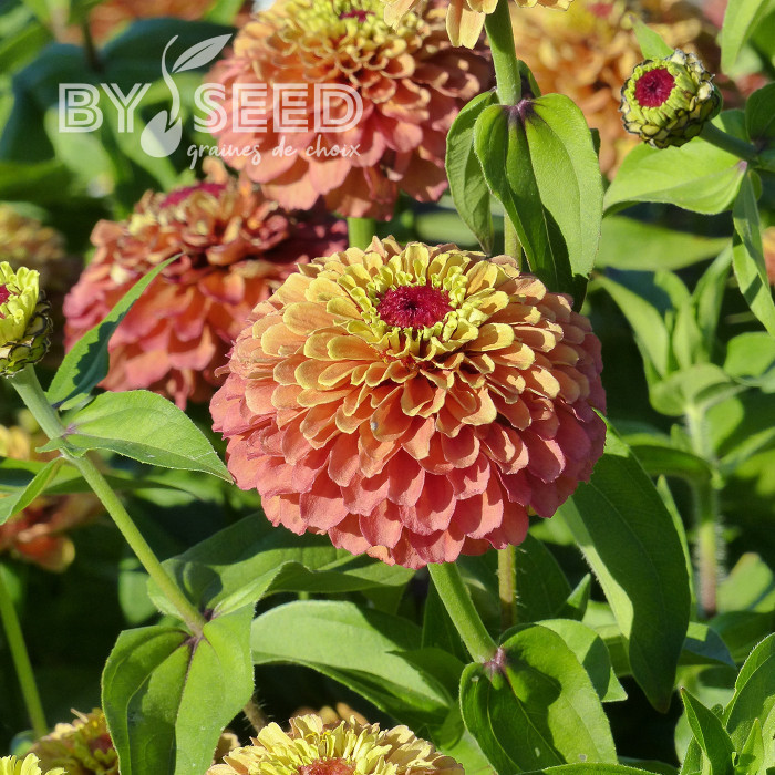 Zinnia Queen Lime Orange